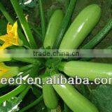 Long Snow White Pumpkin Seed for Sale