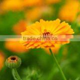Zeaxanthin of Marigold Extract to Protect Eyesight thumbnail-1