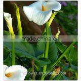 Wholesale High Quality Beautiful Cut White Calla Lily Flower thumbnail-2