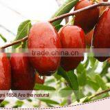 Chinese Organic Half Dry and Wet Level One Red Jujube Date thumbnail-2