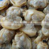 Frozen Clam Meat for Sale