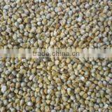 Indian Green Millet Bajra, Gujarat Quality thumbnail-2
