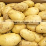 2012 new crop fresh potato