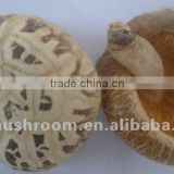 Pollution-free white flower dried shiitake with top quality