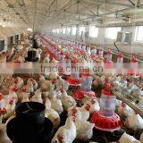 Metering Cylinder Pan Feeder of Broiler Breeder Equiment/rooster Feeding Line thumbnail-3