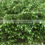 SJ2001037 Ornamental Foliage Plants/fake Metal Ficus Tree/artifiical Banyan Tree for Decoration thumbnail-3