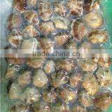 Frozen Short Neck Clam thumbnail-2