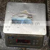 Top Grade Pacific Mackerel HGT 80-100g thumbnail-3