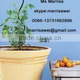 Flower Growing Spiral Wire