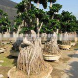 Ficus Microcarpa Stump Shape thumbnail-1