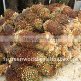 Cycas Revoluta Bare Root thumbnail-1