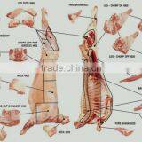 Frozen Lamb and Mutton Meat thumbnail-4