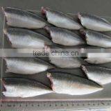 HGT Frozen Horse Mackerel 7cm+Trachurus Japonicus
