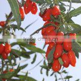 FDA Registered USA Organic Goji Berries Wholesaler thumbnail-2