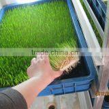 Hydroponics Animal Fodder Machine Animal Fodder Making Machine , Bean Sprout Machine , Barley Sprout Machine thumbnail-2