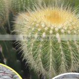 Mammillaria Spinosissima 8.5cm Mini Cactus Succulent Indoor Plants Bonsai Nursery Echinocactus Grusonii Cereus Cacti thumbnail-2