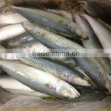 IQF Frozen Pacific Mackerel Fish