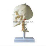 Life Size Skull Model With Cervical Column