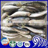 Small Eyes Frozen Mackerel Fish,Round Scad Fish