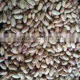 2016 Light Speckled Kidney Bean thumbnail-3