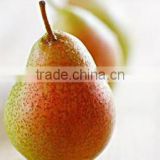 Chinese fresh Ya pears fruits new crop