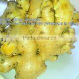 VIET NAM FRESH GINGER NEW HAVEST 2016 thumbnail-3