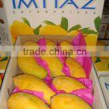 A1 Mango thumbnail-1