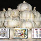 Sell Chinese Garlic to Europe Market thumbnail-1