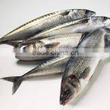 1880g Easy Open Tin Packaging/canned Tuna Chunks in Oil thumbnail-2