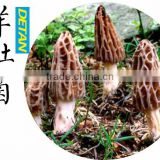 Fresh Morel Mushrooms Wild From Yunnan China