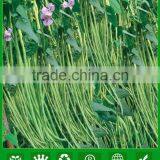 MBE03 Youqi High Yield Asparagus Bean Seeds, Chinese Long Bean Seeds Company thumbnail-1