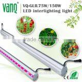Wifi Controller LED Grow Light 75w For Greenhouse Project New Technolgy Smart LED Lighting thumbnail-1
