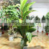 Artificial Bonsai Flower Tree for Home/garden Decor Sale [ABF-17]( Plant of ESTE ) thumbnail-1
