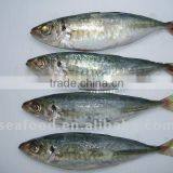 Whole Round Frozen Horse Mackerel on Sale thumbnail-1
