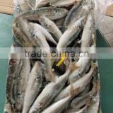 BQF 120/140 Frozen Round Scad/frozen Horse Mackerel thumbnail-1