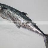 Wholesale Competitive Price Fresh Frozen Spanish Mackerel thumbnail-2