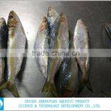 Best Price Frozen Sardine Fish thumbnail-3