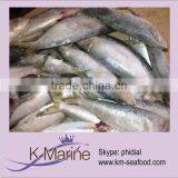 Frozen Bait Sardines Seafood Fish thumbnail-1