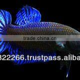 Wholesale Betta Fish / Ornamental Fish thumbnail-4