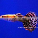 Guppy Fish / Ornamental Fish Exporter thumbnail-4