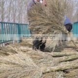 high quality bamboo broom with low price