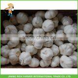 Wholesale China Garlic Natural Fresh Garlic thumbnail-1