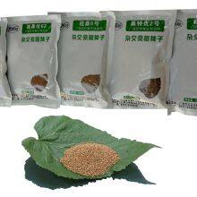 Mulberry Seeds Mulberry Tree Seedling Guangxi Sang te You 2 Mulberry for Sericulture thumbnail-1