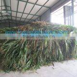Corn Silage in Viet Nam