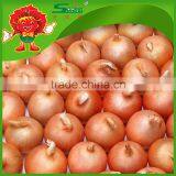 Best Quality Onions in Bulk for Mcdonalds Dehydrated Onions thumbnail-2