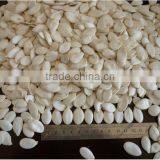 Snow White Pumpkin Seeds 9-14CM, 11-13MM thumbnail-4