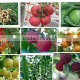 Seaweed Bio Fertilizer Liquid Growth Hormone Fertilizer thumbnail-4