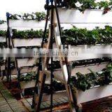 PVC Strawberry Gully