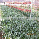 Tomato Green House thumbnail-5