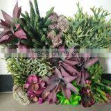 New Wall Frame With Artificial Plants thumbnail-5